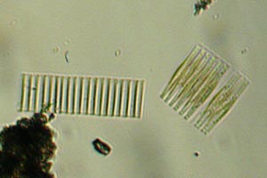 Diatoms