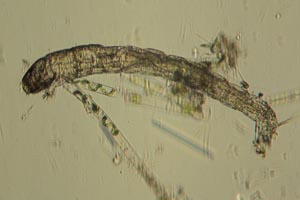 Midge larva