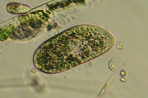 Paramecium