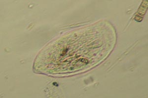 Phyllopharyngea