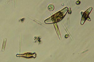 Diatoms