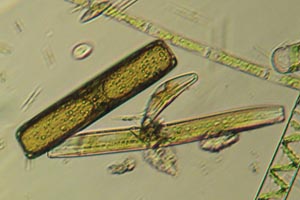 Diatoms