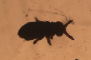 Springtail