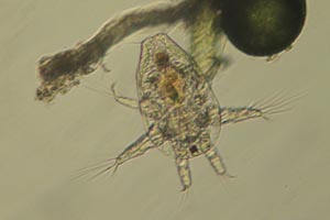 Copepod larva