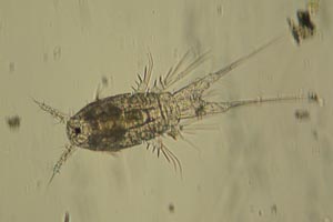 Harpacticoid copepodid