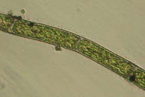 Chlorophyte