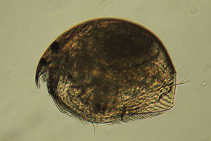 Chydorid