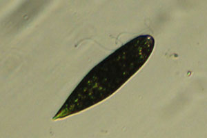 Euglena
