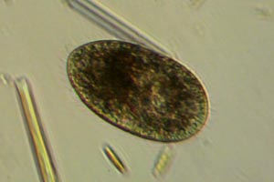 Ciliate