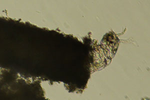Midge larva