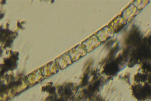 Diatoms