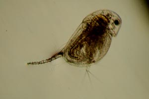 Daphnia