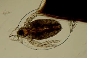 Daphnia in egg