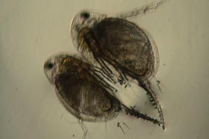 Daphnia