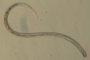Roundworm