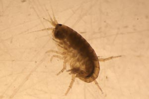 Amphipod