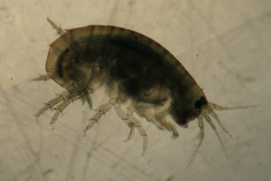 Amphipod