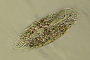Histriculus histrio