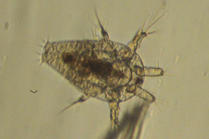 Copepod larva