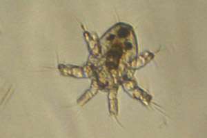 Copepod larva