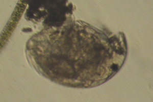 Chydorid