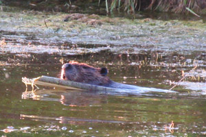 Canadian beaver