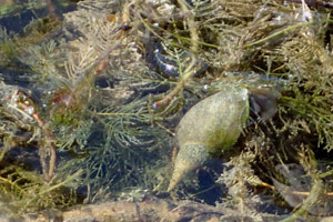 Pond snail