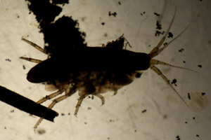 Amphipod
