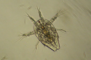 Copepod larva
