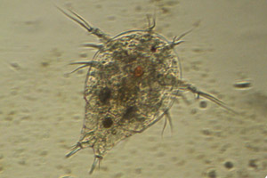 Copepod larva