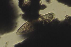 Paramecium