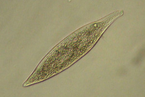 Litostome