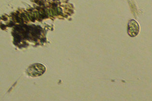 Ciliates