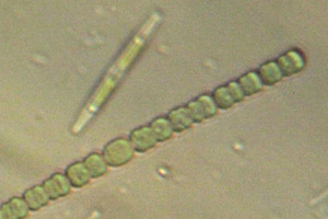 Cyanobacteria, diatom