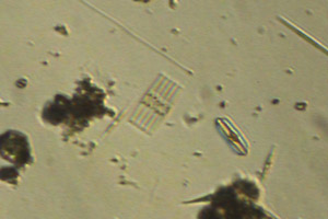 Diatoms