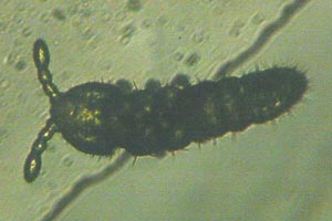 Springtail