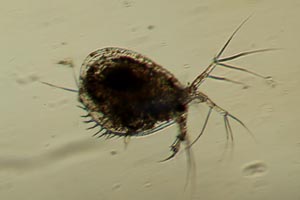 Water flea
