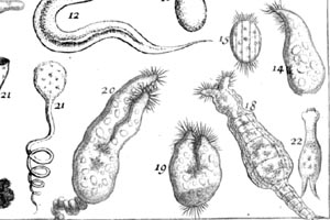Figure by Louis Joblot