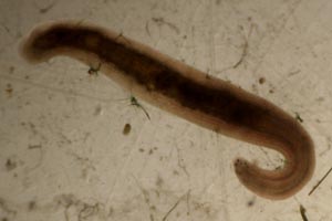 Erpobdellid leech