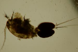 Cyclopoid devouring Stentor