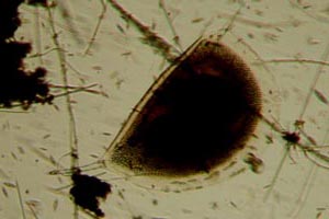 Daphnia ephippium