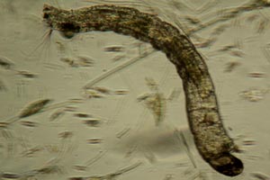 Midge larva