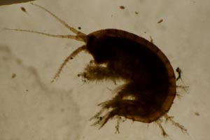 Amphipod