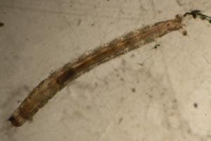 Midge larva