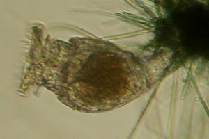 Philodina megalotrocha