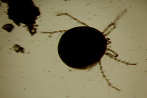 Water mite