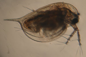 Daphnia
