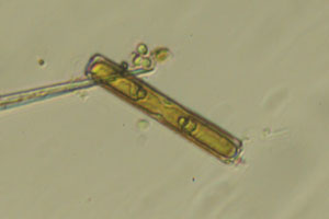Diatoms