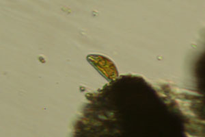 Diatoms