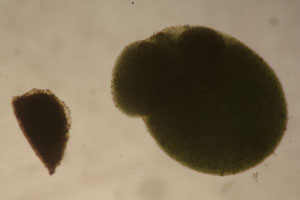 Duckweed, Daphnia ephippium